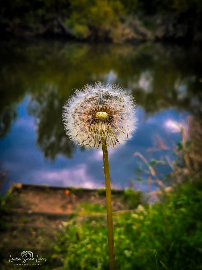 Dandelion puffball in front of a tranquil river, reflecting trees and clouds.