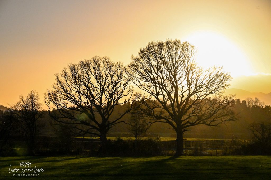 Silhouetted trees against a golden sunset backdrop.
