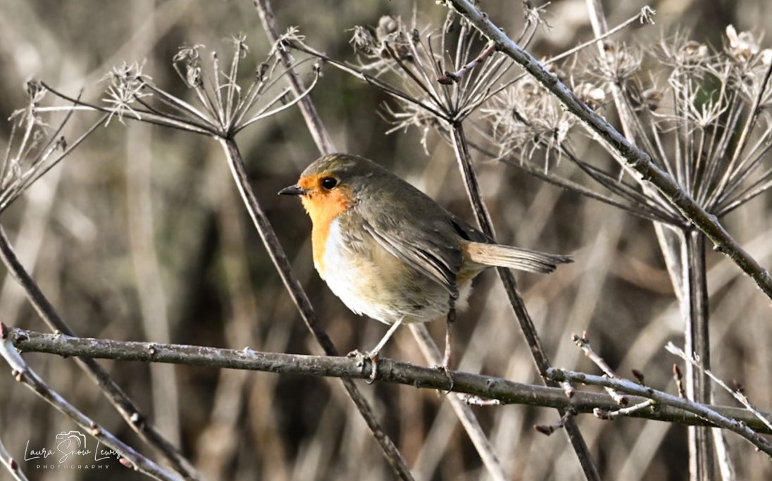 European robin perched on a branch among dried plants.