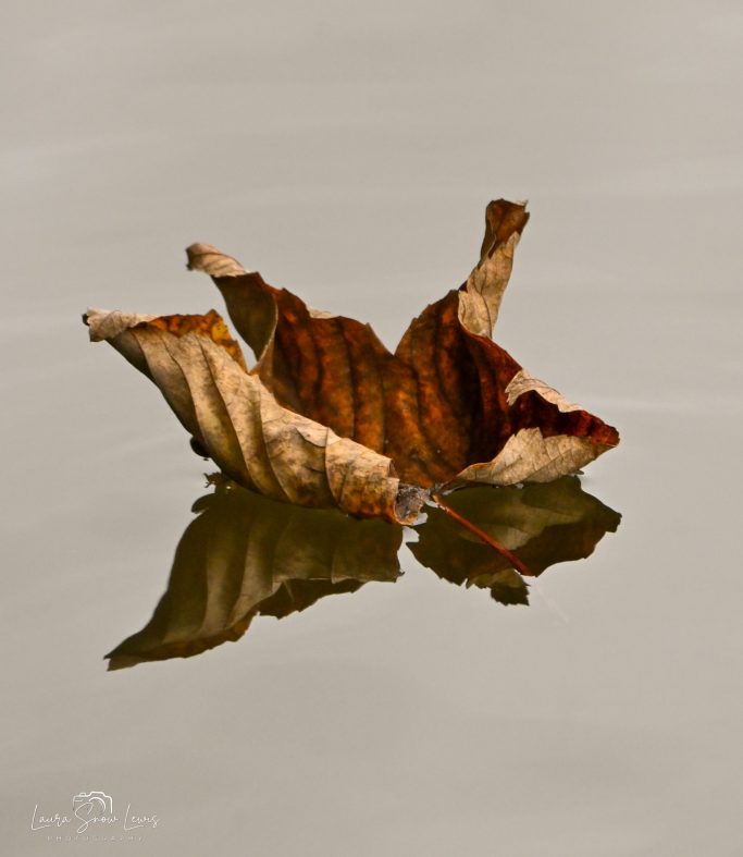 Floating dried leaf on calm water, reflecting its shape and colours.