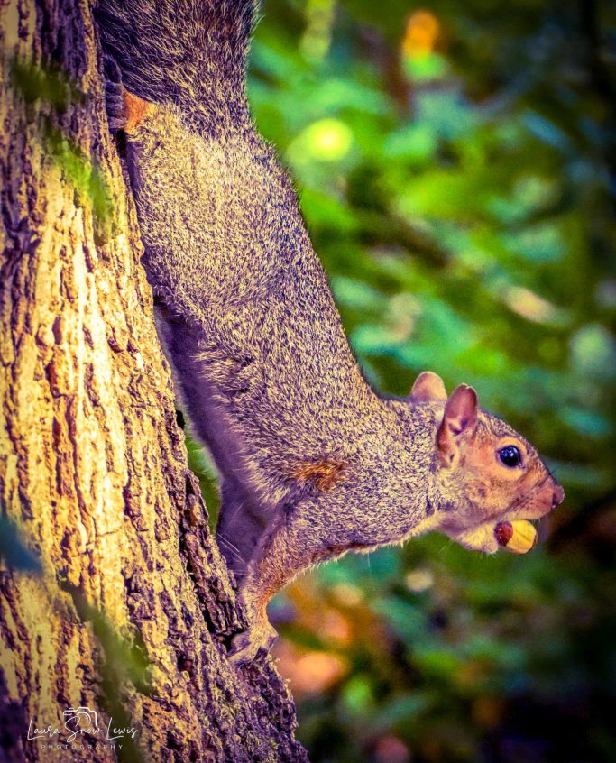 Squirrel climbing a tree, holding an acorn in its mouth.