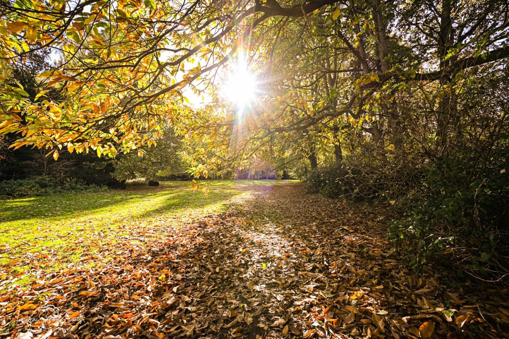 Sunlight filters through autumn trees onto a path covered in fallen leaves.