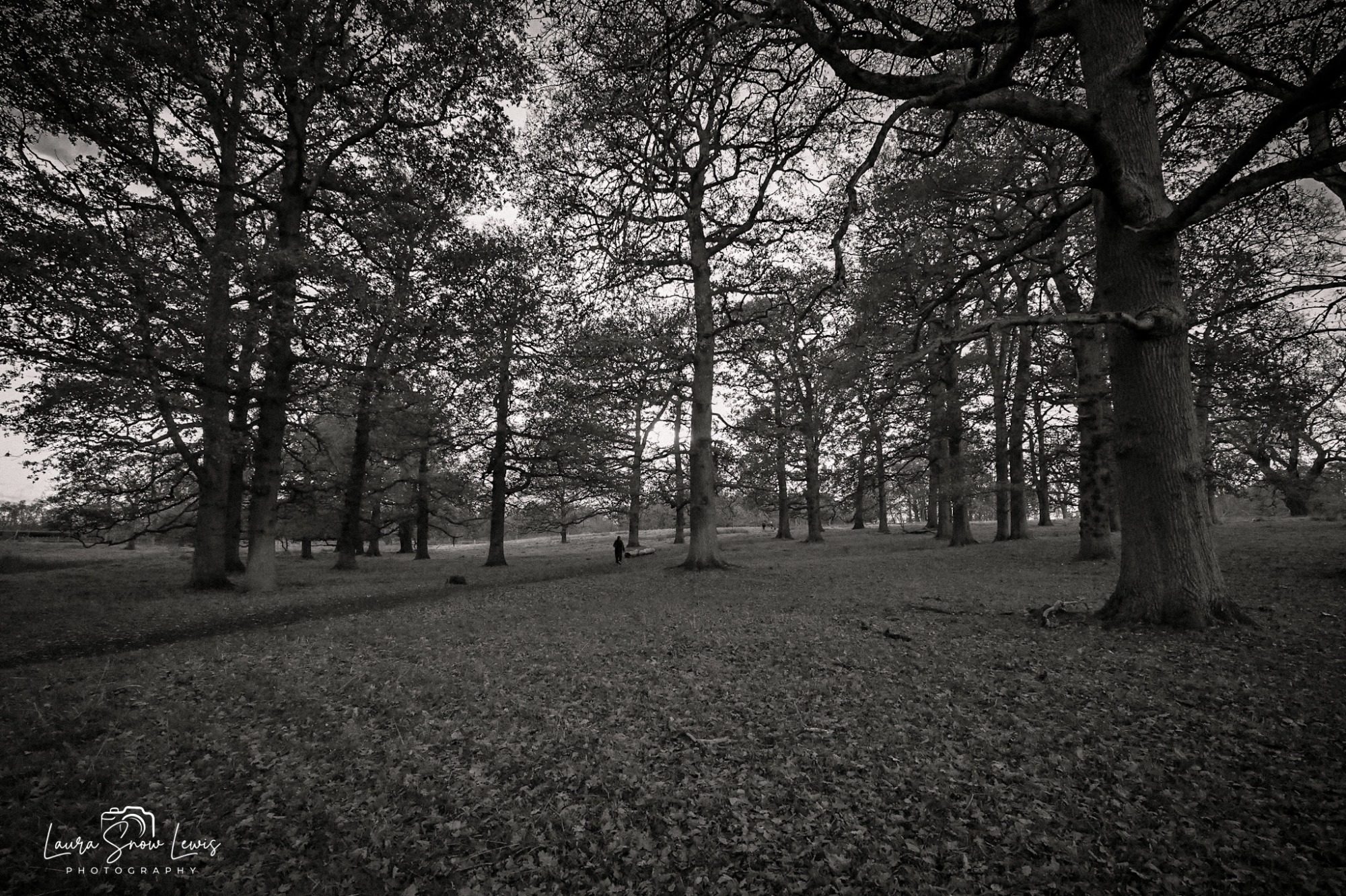 A desolate forest scene with leafless trees and a muted, somber atmosphere. Attingham Park Shrewsbury - late autumn