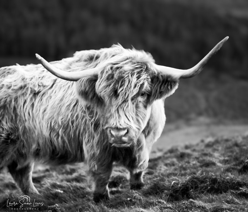 A Highland cow with long horns stands in a grassy field in black and white.